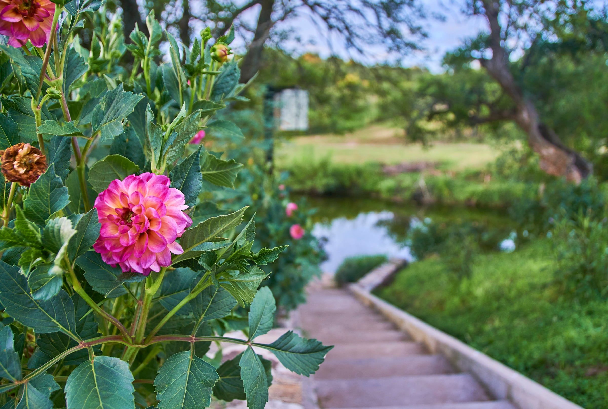 Flores rosadas junto a una escalera de piedra que baja al arroyo