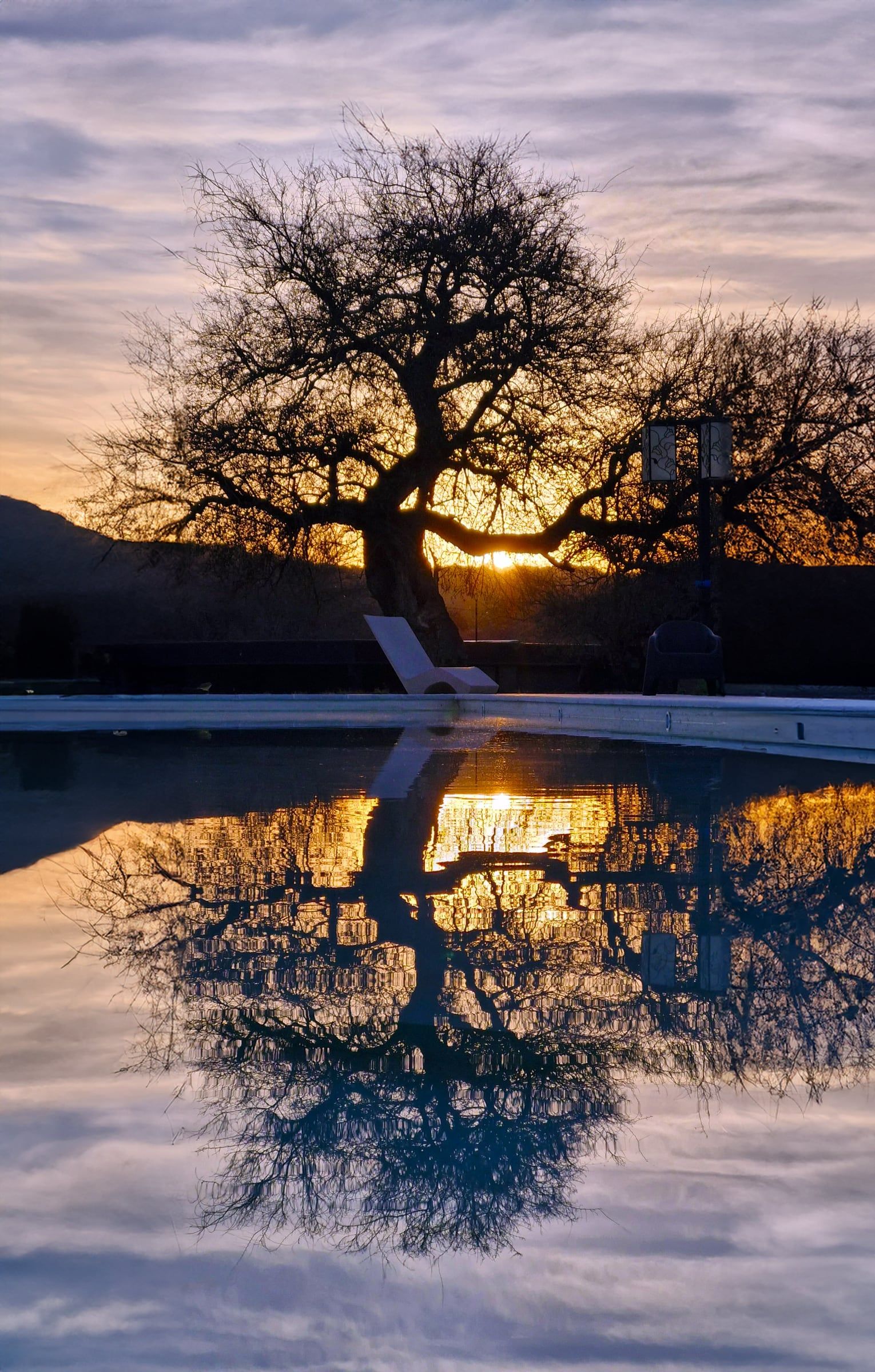 Atardecer de invierno: un árbol sin hojas se refleja en la pileta